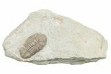 Kainops Trilobite - Black Cat Mountain, Oklahoma #362985-3